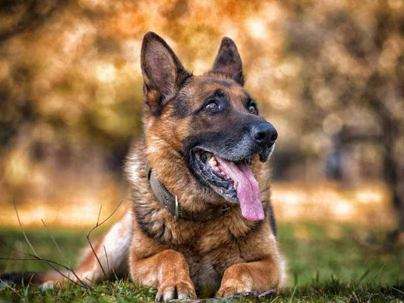 Deutsche Shäferhund - Hunderassen - Rassen