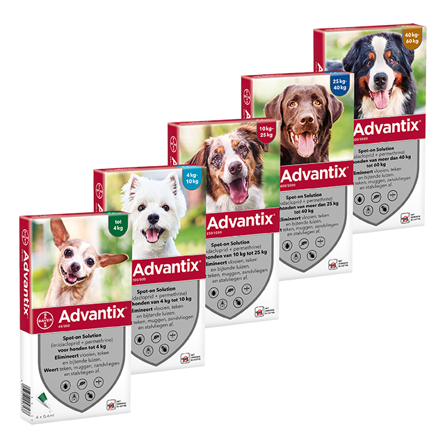 Advantix Hund | und Zeckenmittel